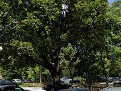 Apartament 2 camere Drumul Taberei, Favorit.Zona verde.Liber